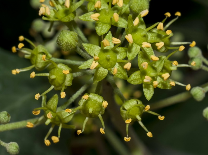 Hedera helix.21