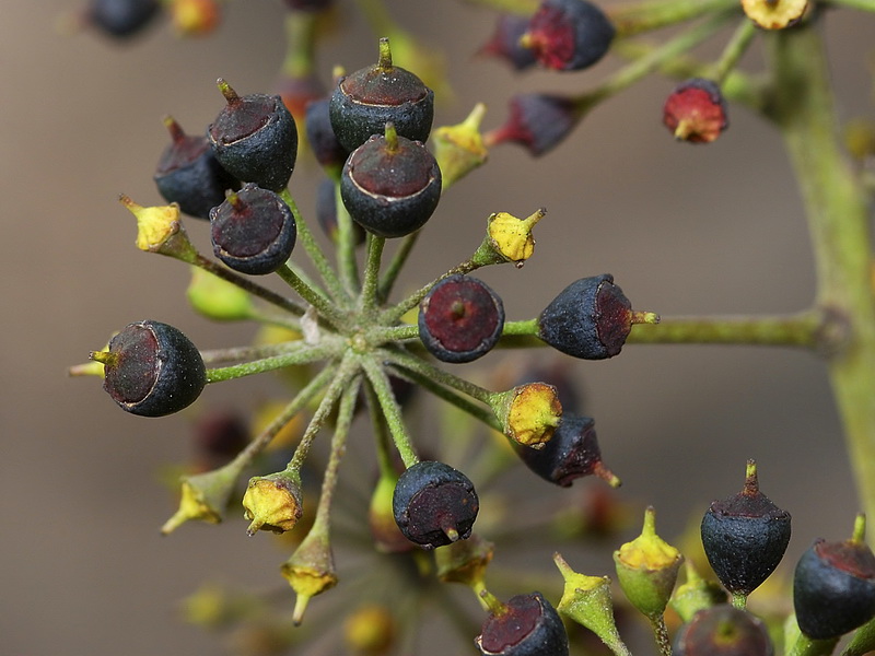 Hedera helix.25