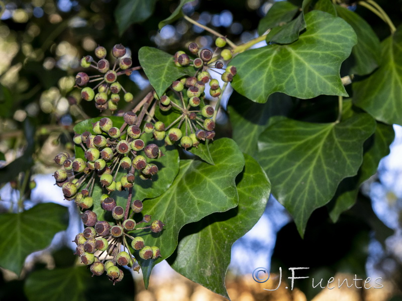 Hedera helix.30