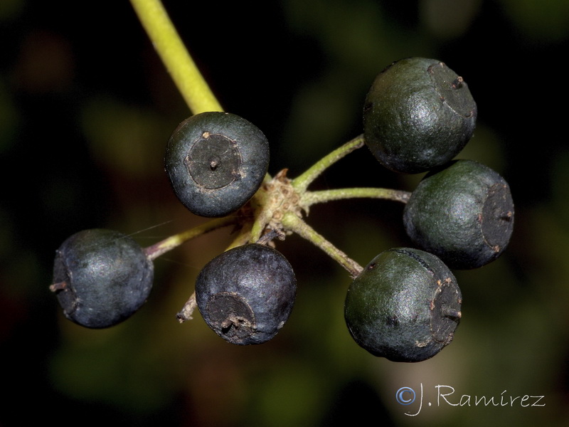 Hedera helix helix.32