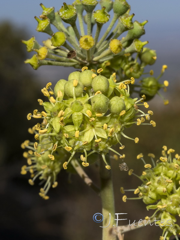 Hedera helix helix.30