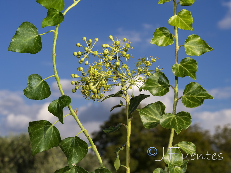 Hedera helix helix.31