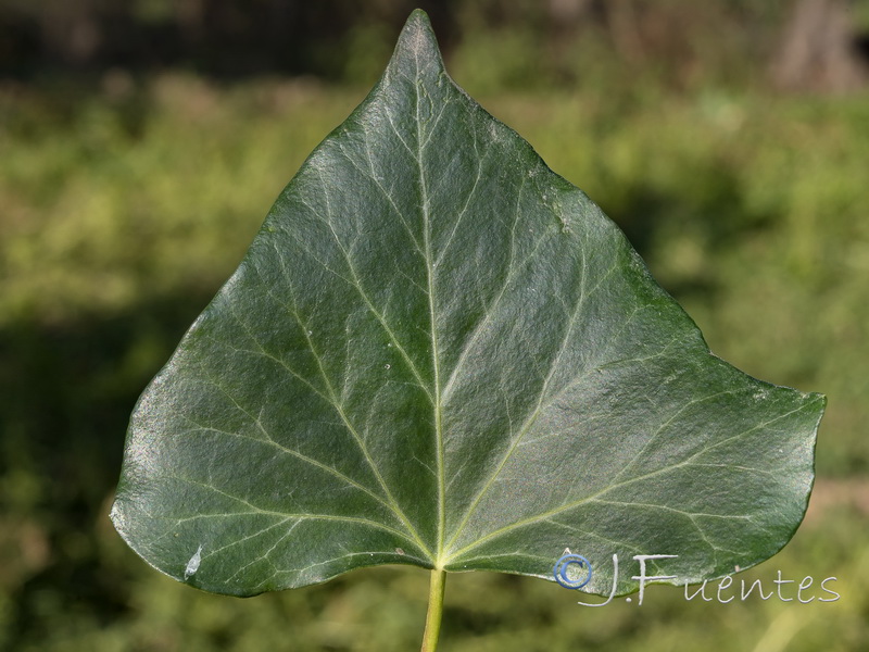 Hedera helix helix.37