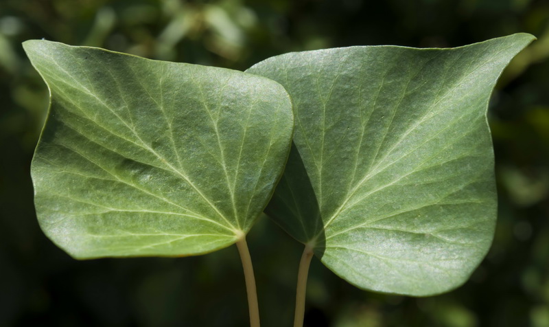 Hedera rhizomatifera.07