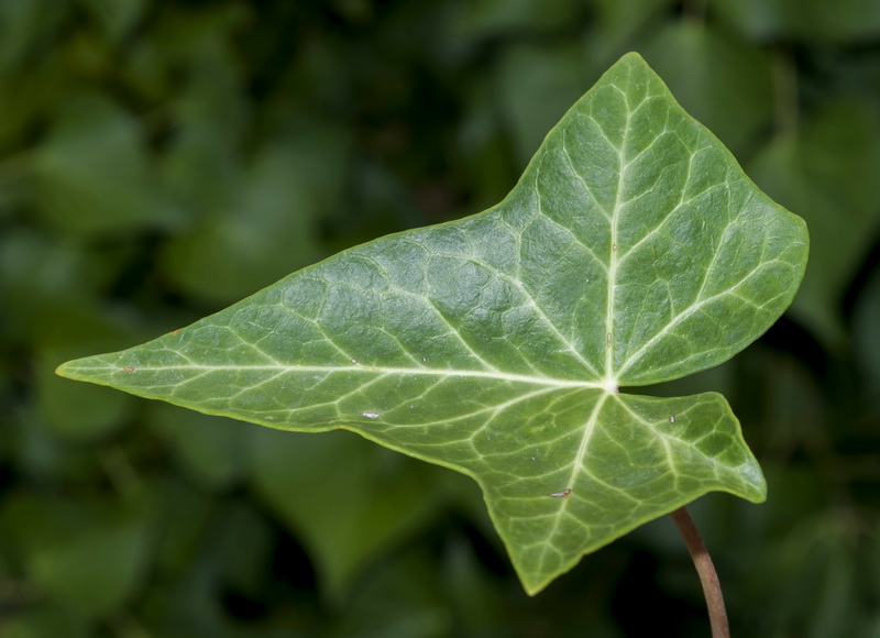 Hedera rhizomatifera.08