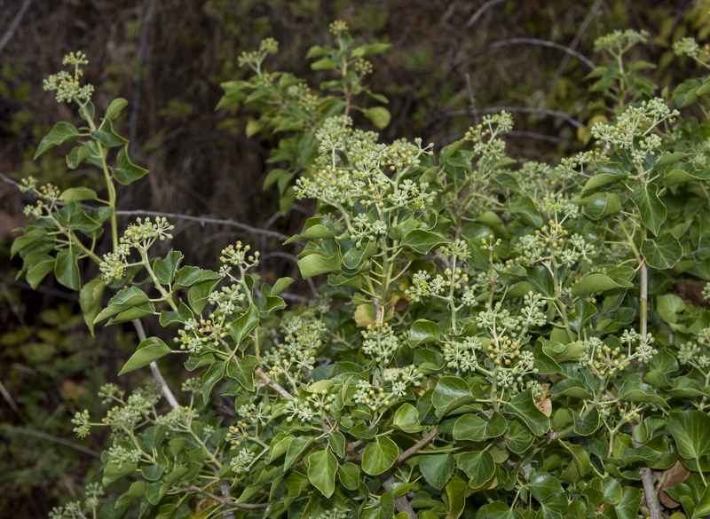 Hedera rhizomatifera.10