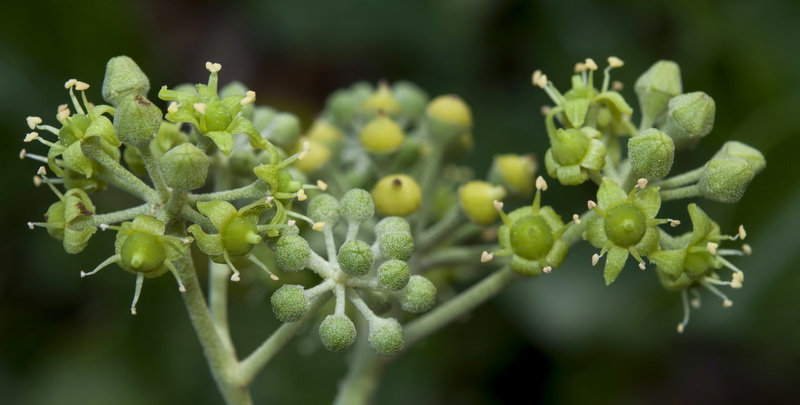 Hedera rhizomatifera.12