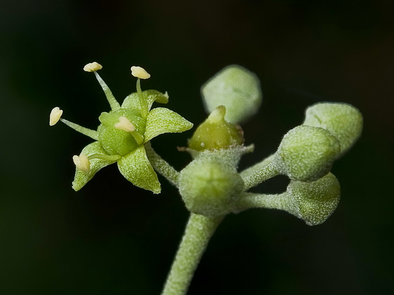 Hedera rhizomatifera.13