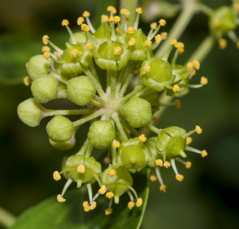 Hedera rhizomatifera.17