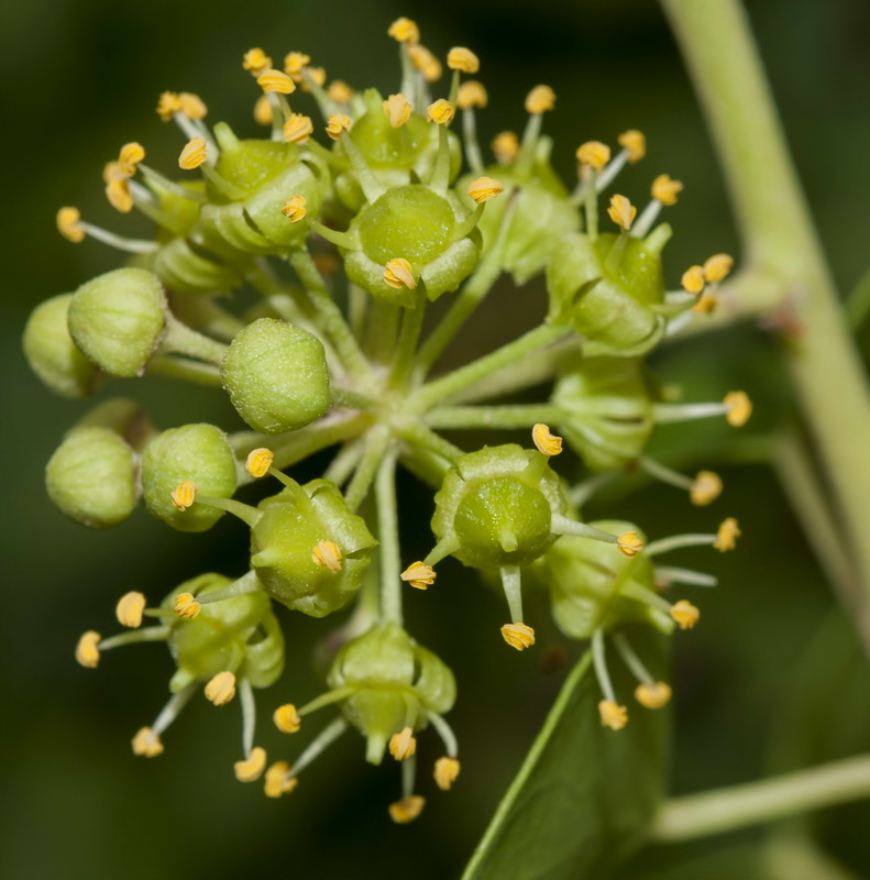 Hedera rhizomatifera.18
