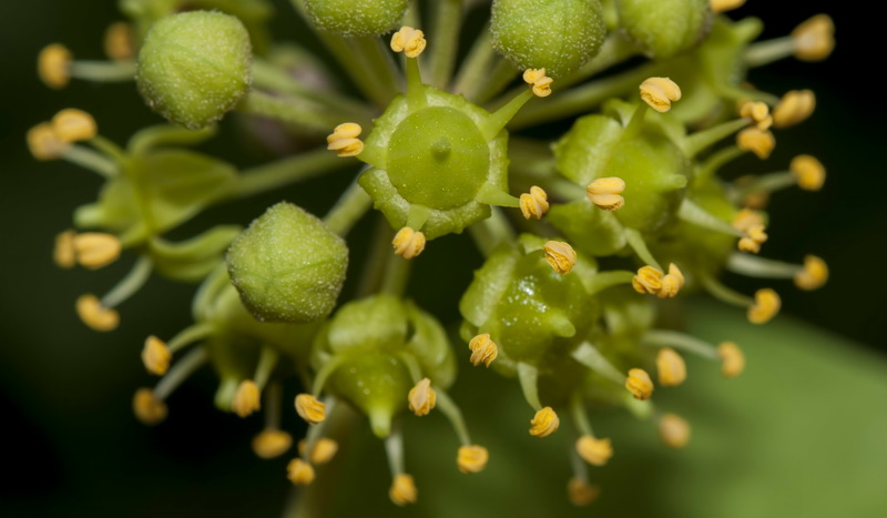 Hedera rhizomatifera.19
