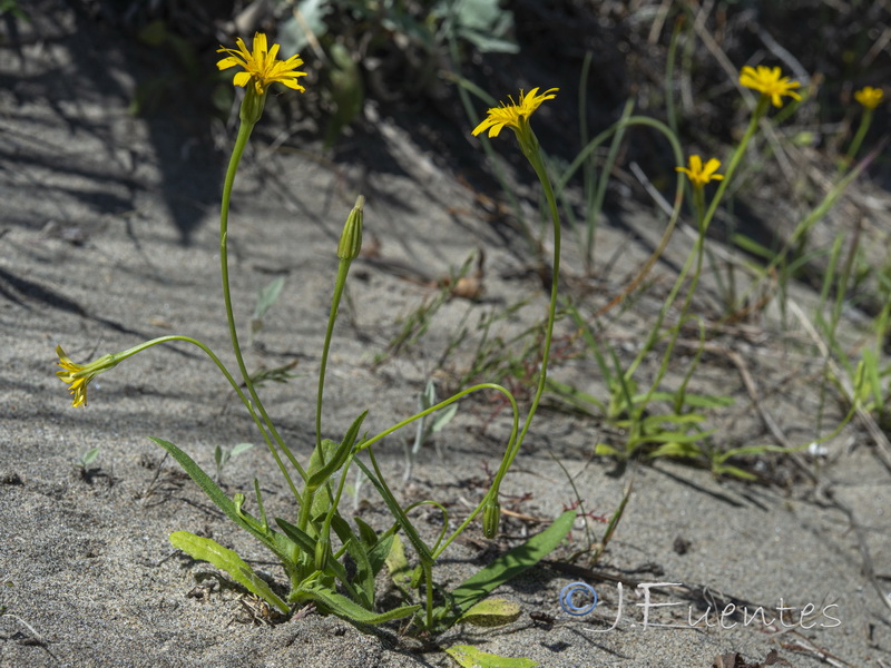 Hedypnois arenaria.04