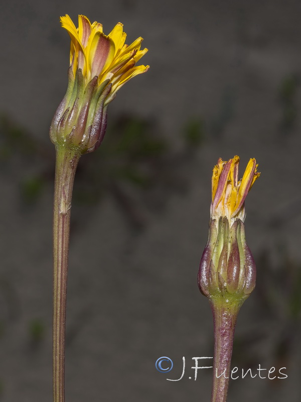 Hedypnois arenaria.14