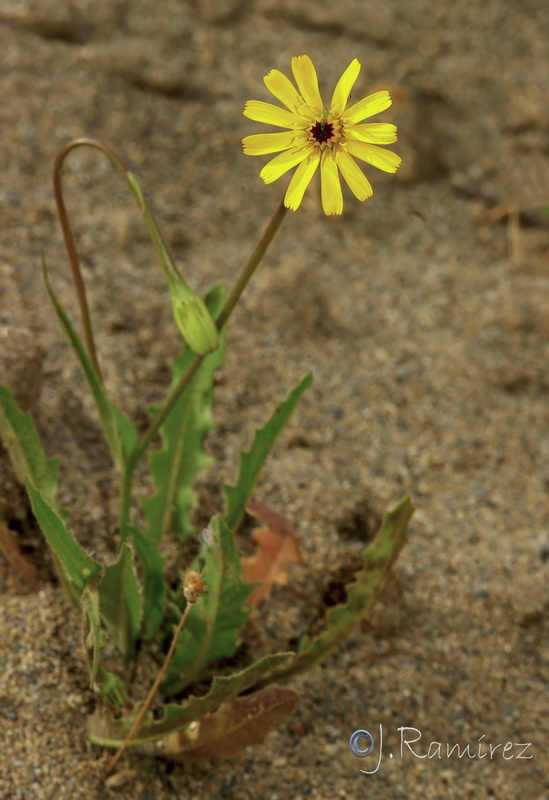 Hedypnois arenaria.04
