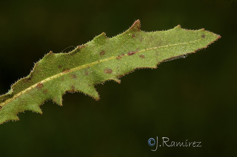 Hedypnois arenaria 1.05