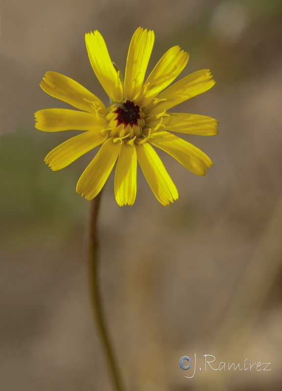 Hedypnois arenaria 1.06