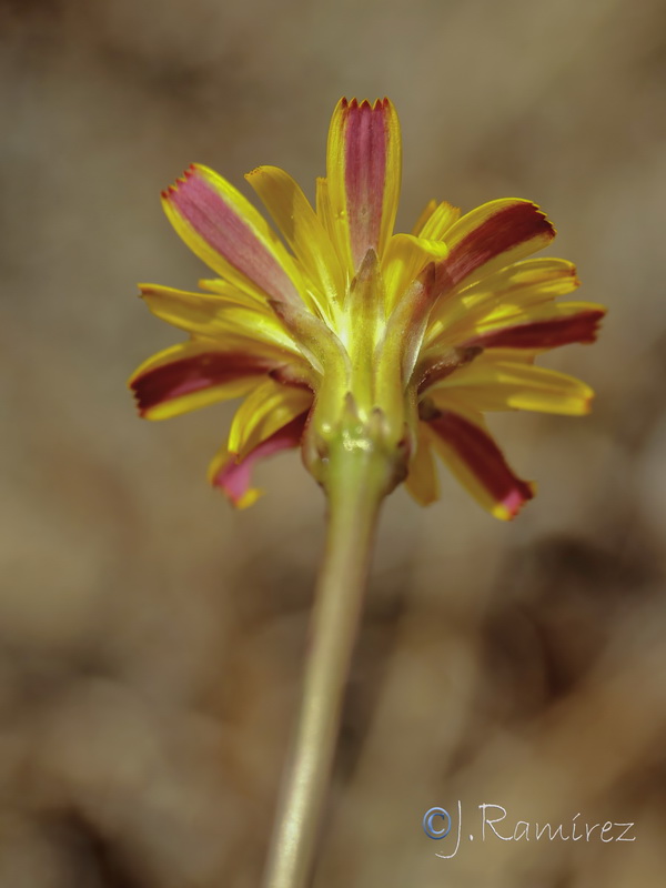Hedypnois arenaria 1.08