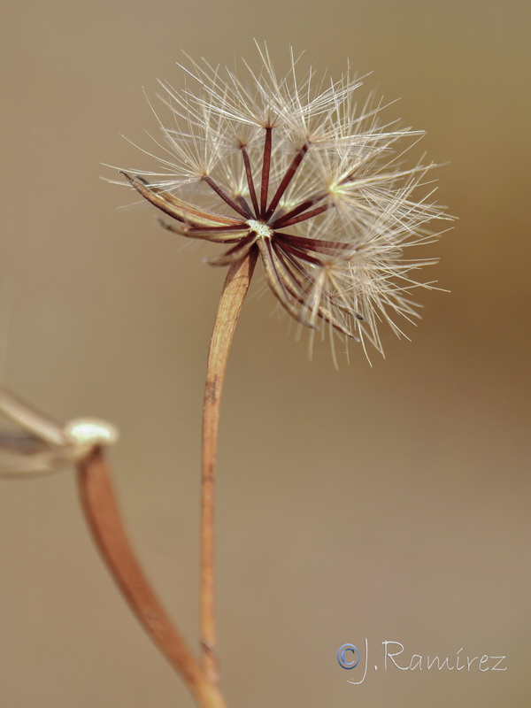 Hedypnois arenaria 1.09