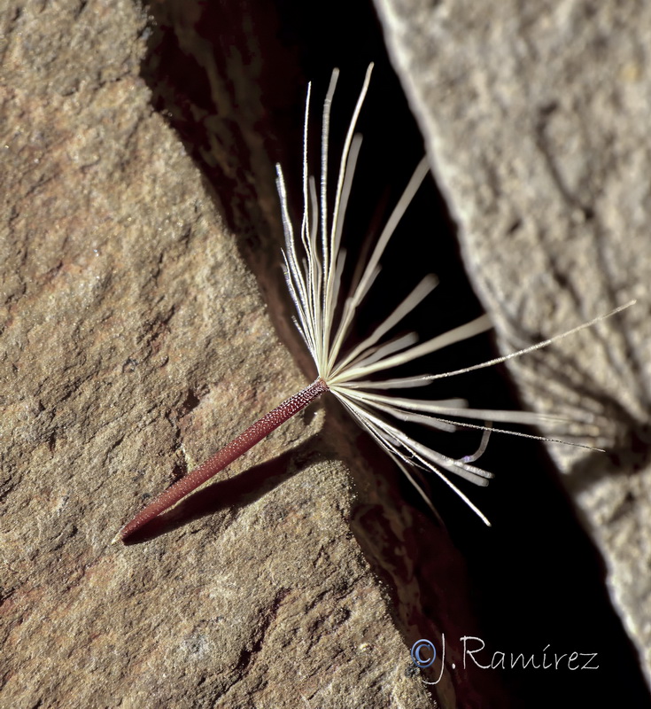Hedypnois arenaria 1.10