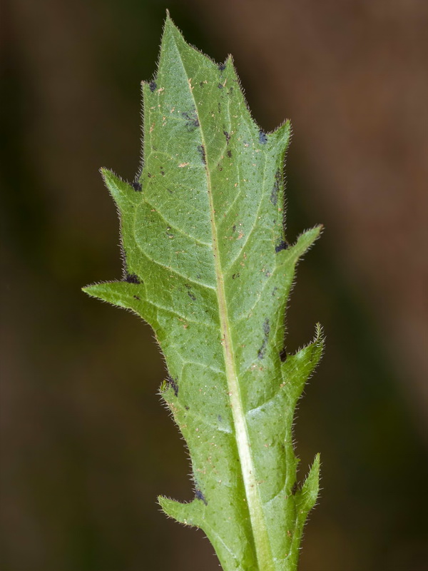 Hedypnois rhagadioloides.05