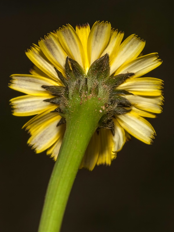 Hedypnois rhagadioloides.12