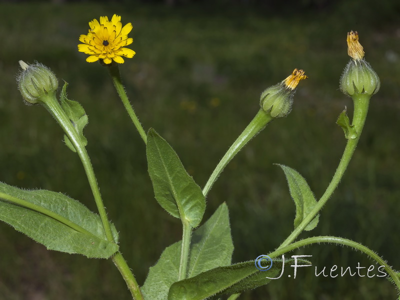 Hedypnois rhagadioloides.17