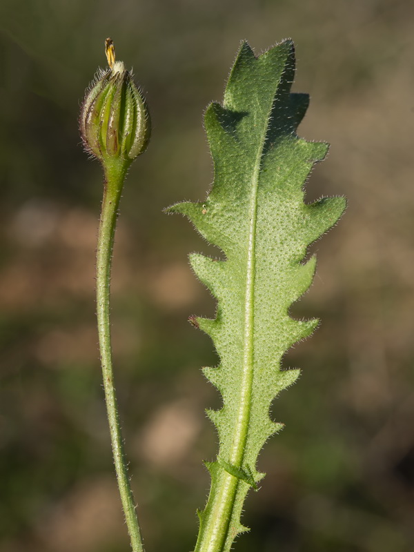 Hedypnois rhagadioloides.23