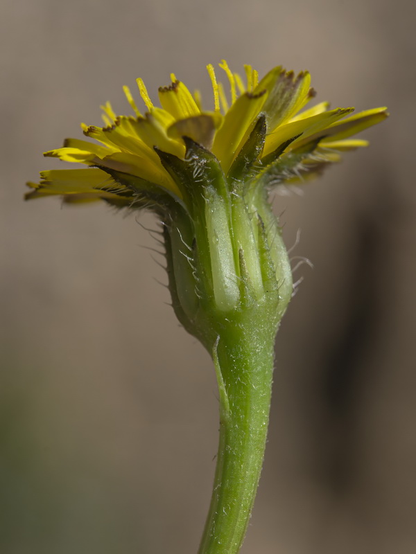 Hedypnois rhagadioloides.27
