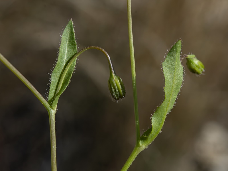 Hedypnois rhagadioloides.28