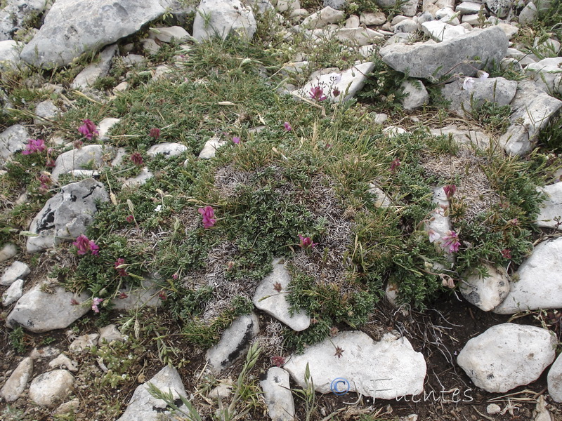 Hedysarum boveanum costaetalentii.02