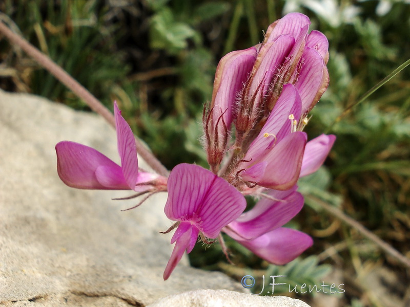 Hedysarum boveanum costaetalentii.07