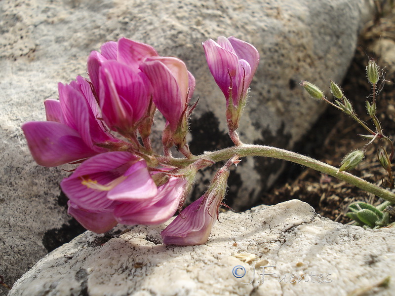 Hedysarum boveanum costaetalentii.08