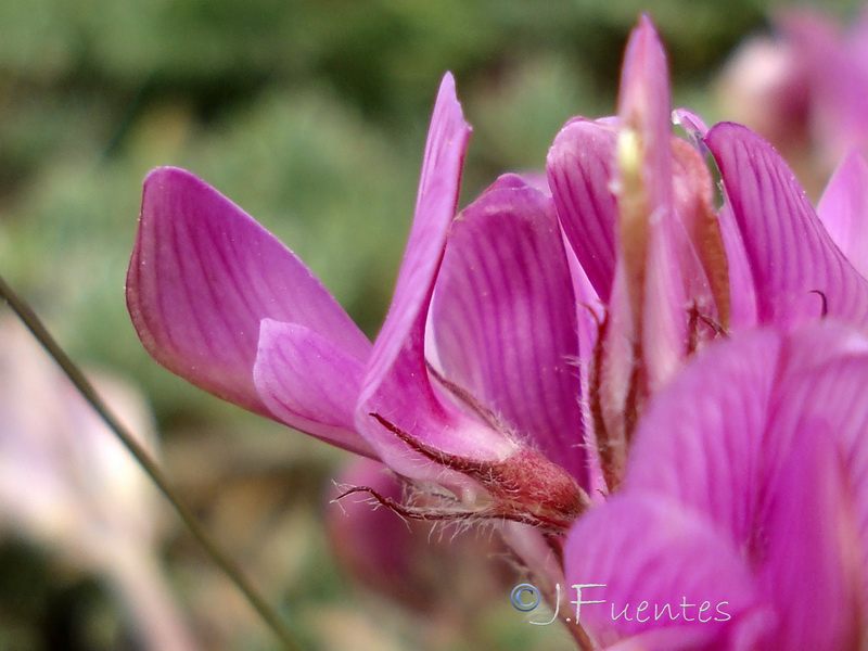 Hedysarum boveanum costaetalentii.14