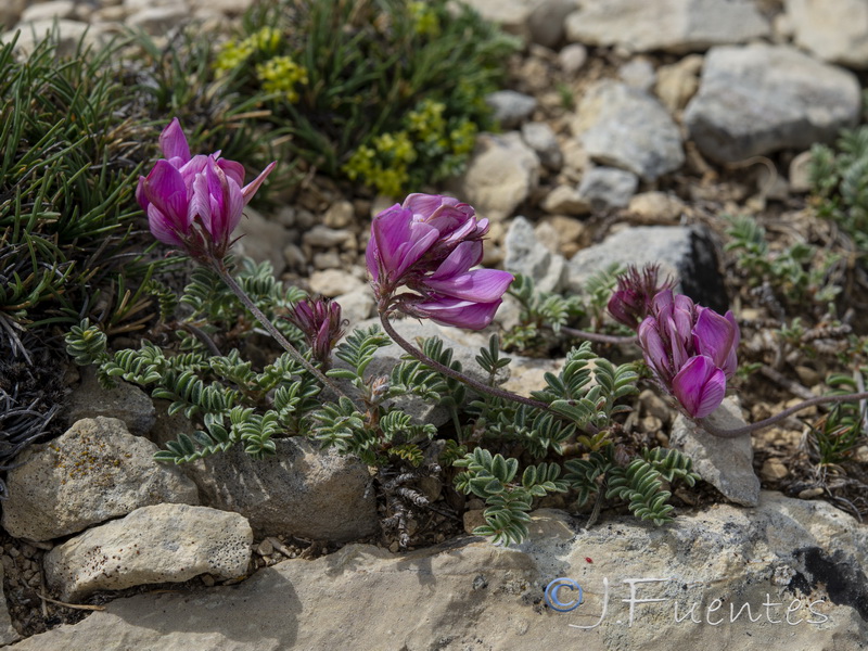 Hedysarum boveanum costaetalentii.17