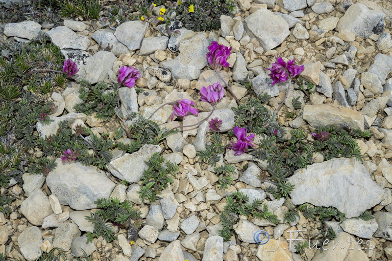 Hedysarum boveanum costaetalentii.05