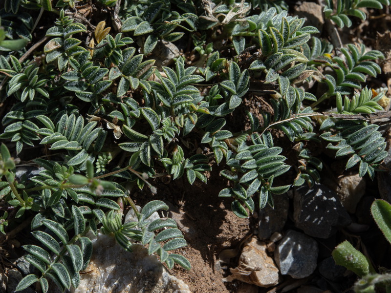 Hedysarum boveanum costaetalentii.20