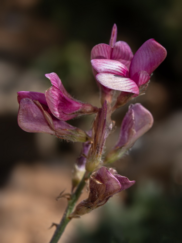 Hedysarum boveanum costaetalentii.08