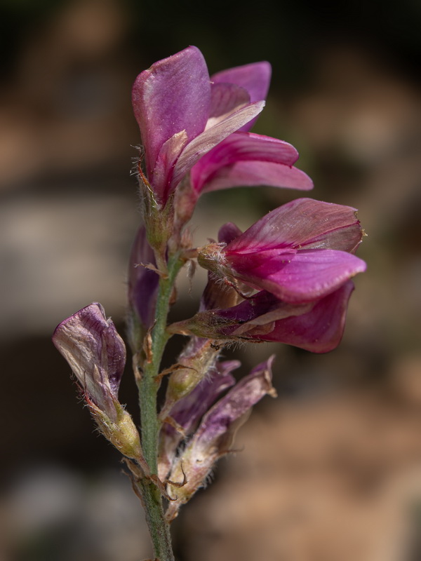 Hedysarum boveanum costaetalentii.23