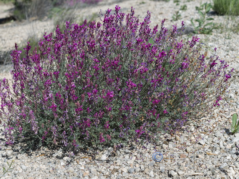 Hedysarum boveanum europaeum.01