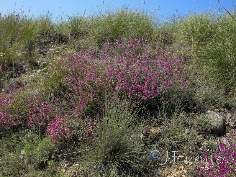 Hedysarum boveanum europaeum.02