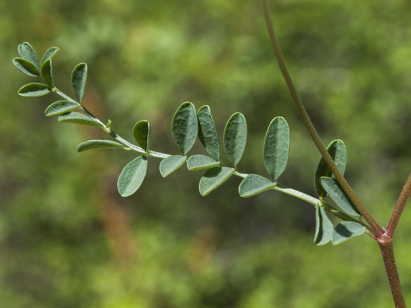 Hedysarum boveanum europaeum.10