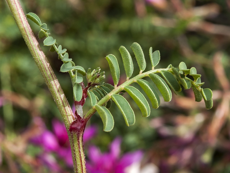 Hedysarum boveanum europaeum.16