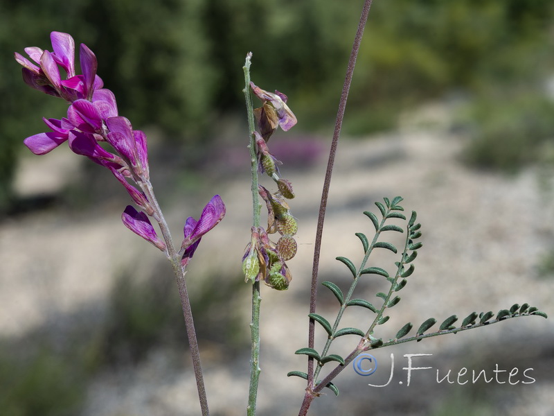 Hedysarum boveanum europaeum.17