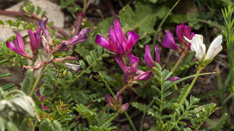 Hedysarum boveanum europaeum.18