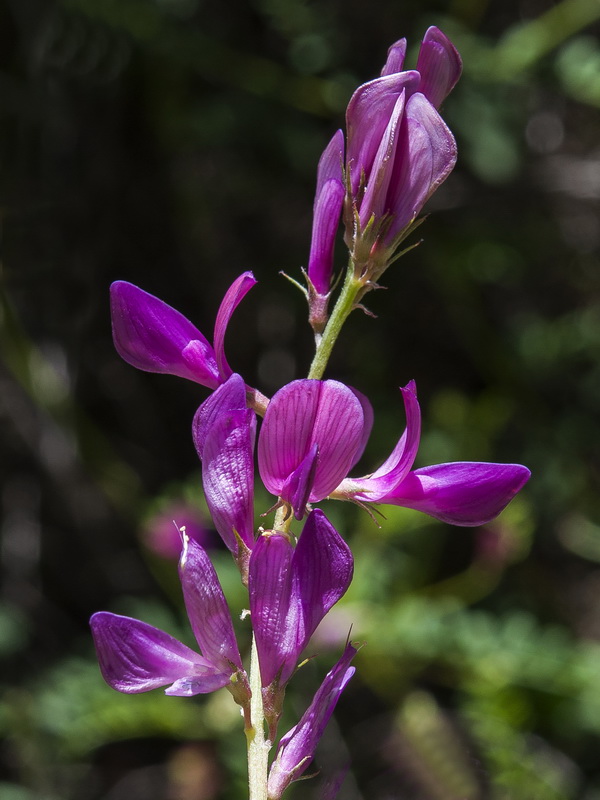 Hedysarum boveanum europaeum.19