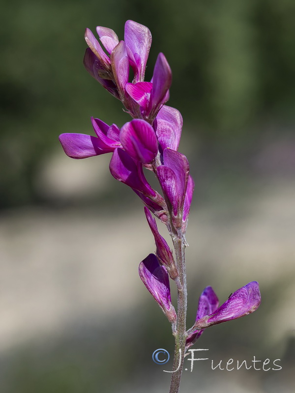 Hedysarum boveanum europaeum.22