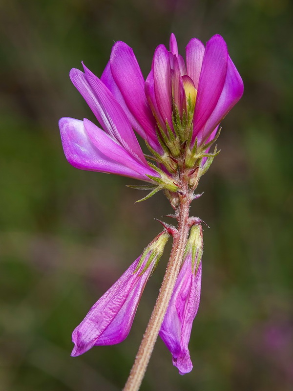 Hedysarum boveanum europaeum.24