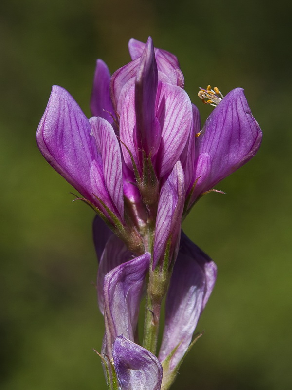 Hedysarum boveanum europaeum.26