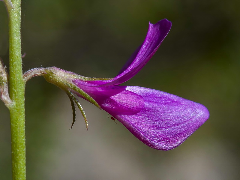 Hedysarum boveanum europaeum.30