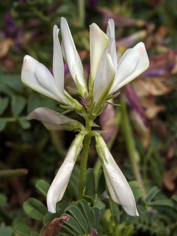 Hedysarum boveanum europaeum.34